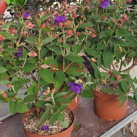 TIBOUCHINA-7