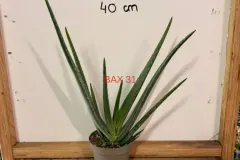 Aloe_Vera