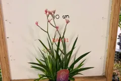 Anigozanthos