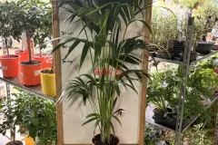 Areca