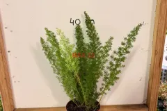 Asparagus_Densiflorus_Meyeri