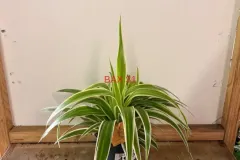 Chlorophytum_Comosum