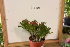 Crassula_Ovata_Gollum