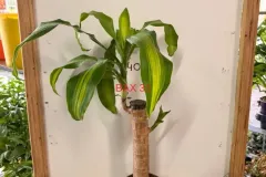 Dracaena_Fragrans_Massangeana