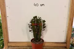 Euphorbia_Trigona