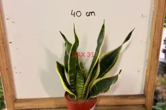 Sansevieria_Trifasciata_Laurentii