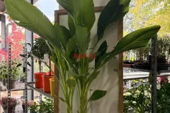 Strelitzia_Nicolai