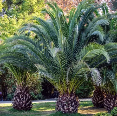 phoenix-canariensis