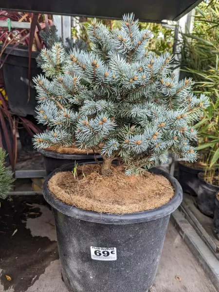 PICEA-GLAUCA