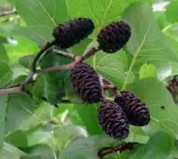 ALNUS-CORDATA-Aulne-de-corse-a-feuille-en-coeur