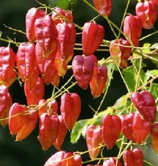 KOELREUTERIA-PANICULATA-CORAL-SUN-fruits