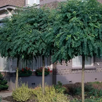 robinia-pseudoacacia-umbraculifera