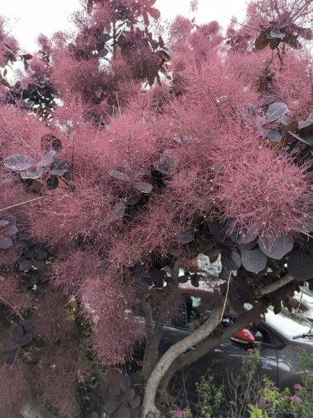 COTINUS-GRACE-ARBRE-A-PERRUQUE    12€50