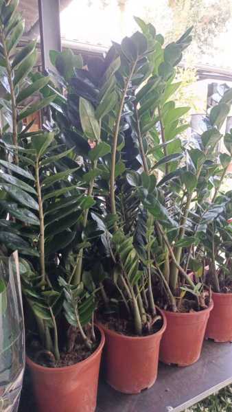 ZAMIOCULCAS - SUJET XL 29€