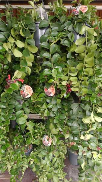 PLANTE LIPSTICK
