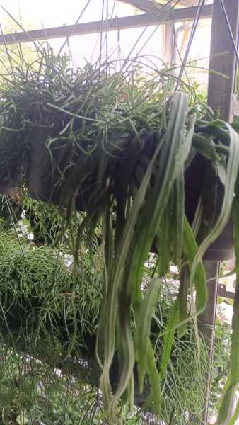 RHIPSALIS 6€50