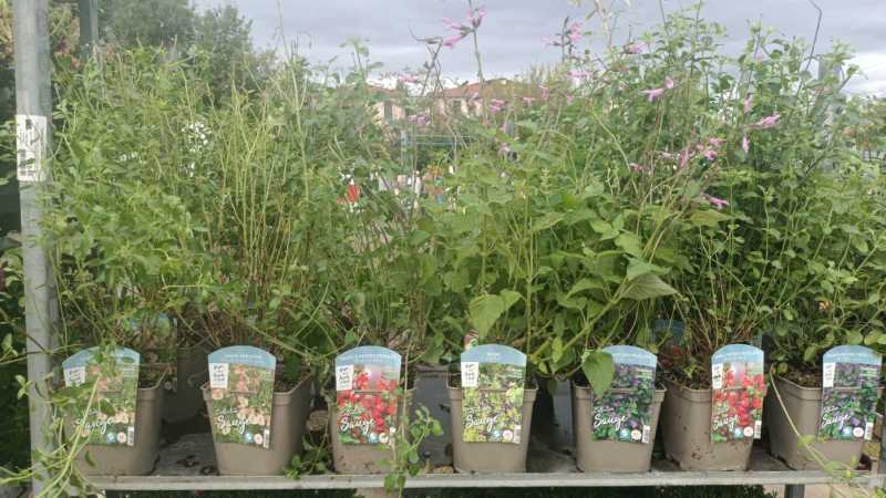 SAUGE A FLEURS - 6€50 SAUGE A FLEURS - 6€50