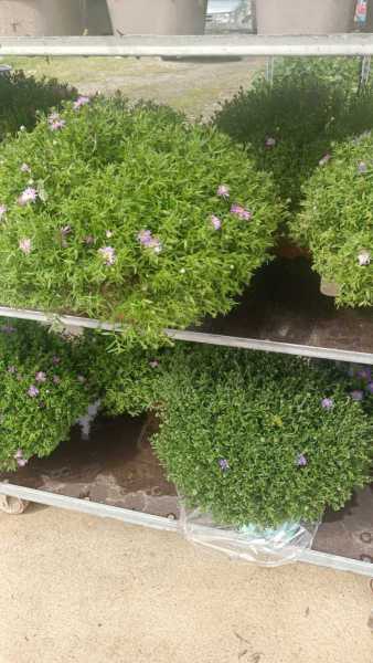 ASTER DIVERSES COULEUR 9€