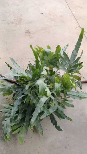 PHLEBODIUM - 14€50