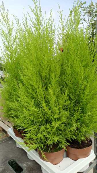 CYPRES EL WOODI - 6€