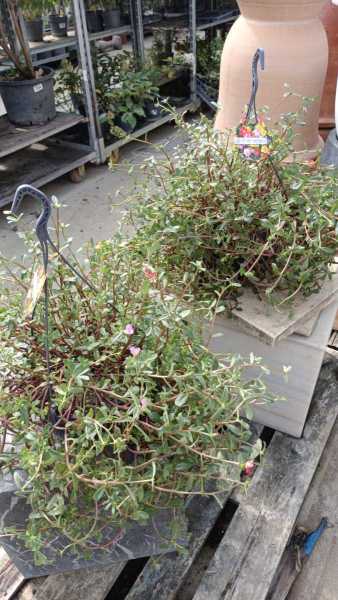 PORTULACA - POURPIER A FLEURS - 29€ PORTULACA - POURPIER A FLEURS - 29€