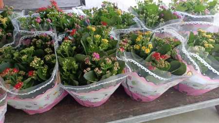 KALENCHOE A FLEURS - POT XL 8€ KALENCHOE A FLEURS - POT XL 8€