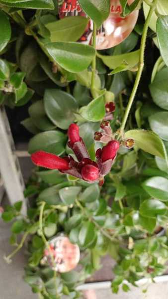 PLANTE ROUGE A LEVRES - 14€50
