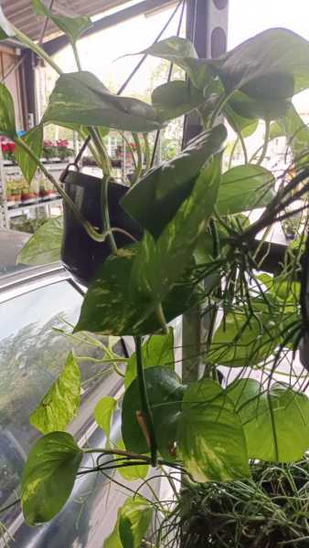 POTHOS 12€50