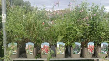 SAUGE A FLEURS - 6€50