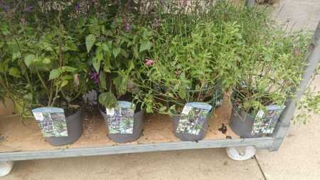 SAUGE A FLEURS  -  8€50