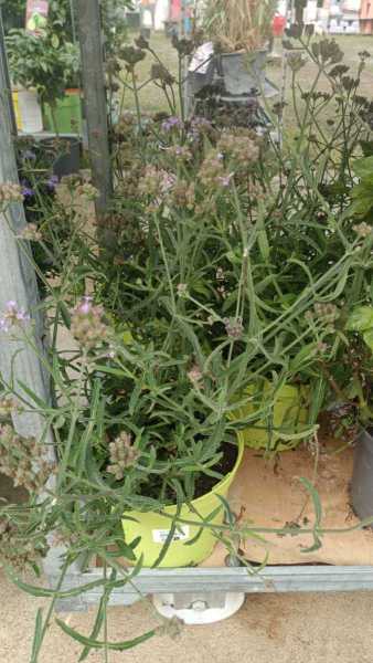VERVEINE DE BUENOS AIRES - 8€50