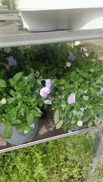 PLATYCODON - 4€50