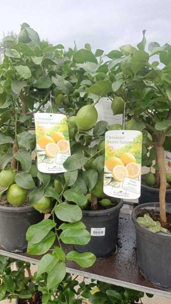 PROMO CITRONNIER  x1 = 39€  x2=29€