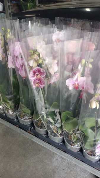 ORCHIDEE PAPILLON - 12€50 ORCHIDEE PAPILLON - 12€50
