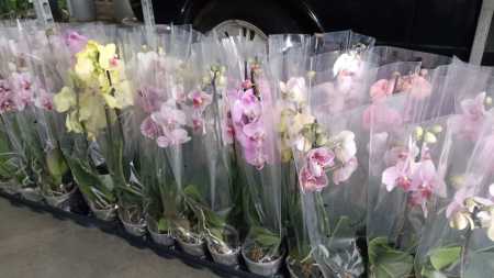 ORCHIDEE PROMOTION - 2 ACHETÉES 3E OFFERTE ORCHIDEE PROMOTION - 2 ACHETÉES 3E OFFERTE