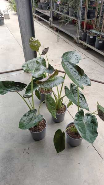 ALOCASIA WENTII - 12€50