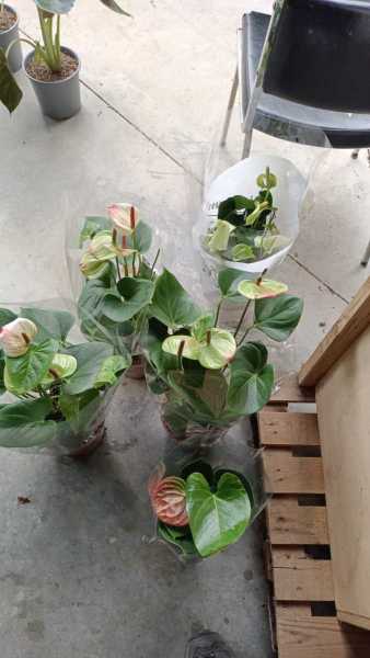 ANTHURIUM - DIVERSES TAILLES DIVERS PRIX  A PARTIR DE 4€50