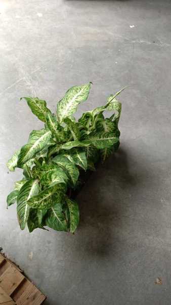 DIEBBENBACHIA  - 6€50