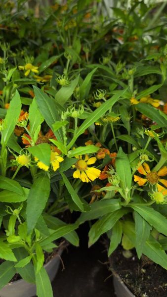 HELENIUM  - MARGUERITE D AUTOMNE    4€  PROMO