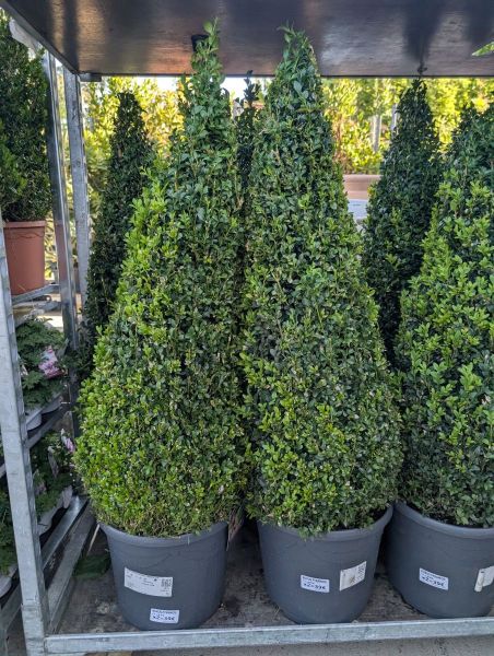 BUIS PYRAMIDE -DESTOCKAGE  x1 = 49€ et par 3 = 39€