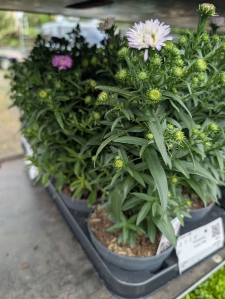ASTER - MARGUERITE D AUTOMNE - PROMO    x1= 4€50    x2 = 3€50