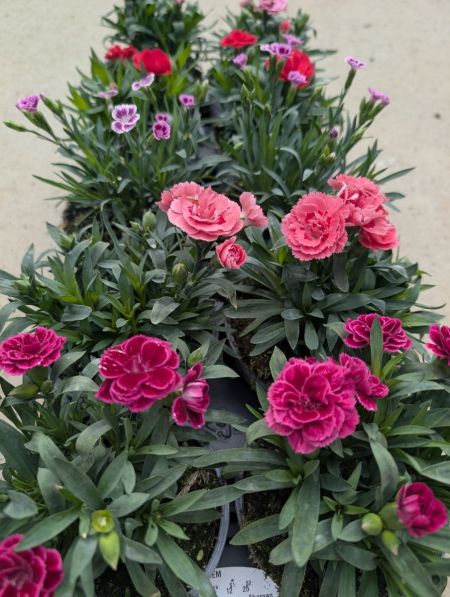 DIANTHUS  OSCAR VIVACE  - 3€50
