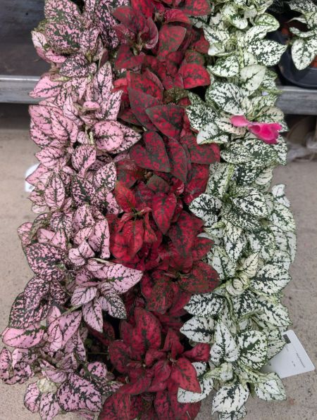 HYPOESTE - 1€90