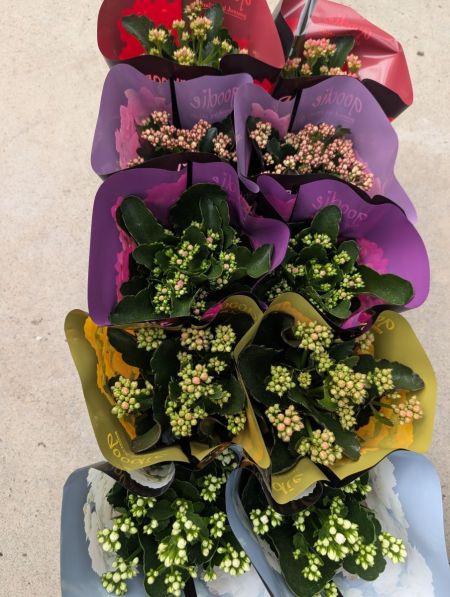 KALANCHOE DIVERSES COULEUR 4€50