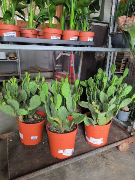 OPUNTIA CACTUS EXTERIEUR    -   59€ Taille XL