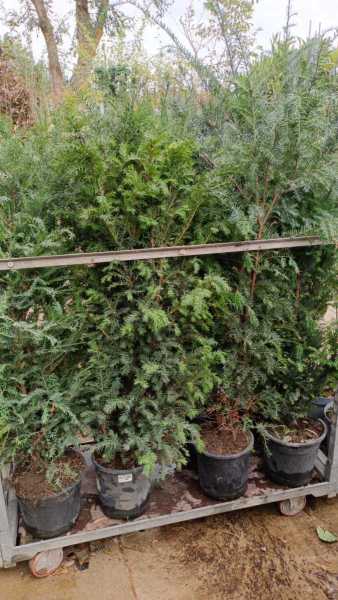 TAXUS BACCATA - 150/170 cm - unité 49€; par 3 39€ l'unité TAXUS BACCATA - 150/170 cm - unité 49€; par 3 39€ l'unité