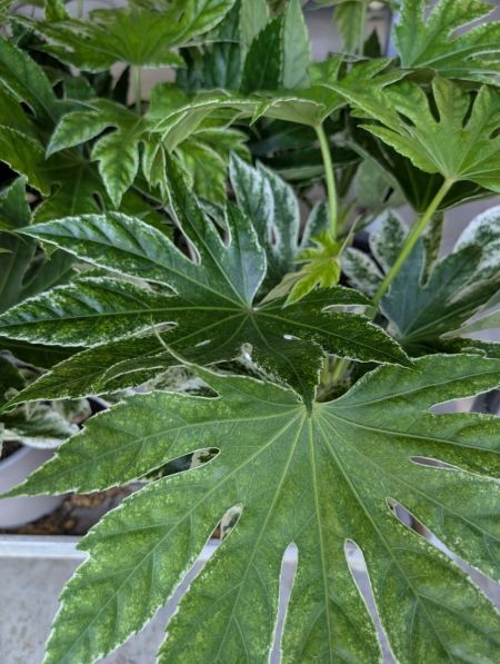 FATSIA  JAPONICA VARIEGATA dès 12€50