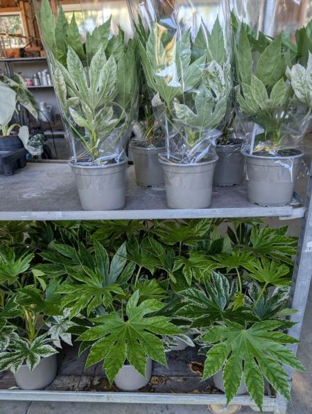 FATSIA  JAPONICA VARIEGATA