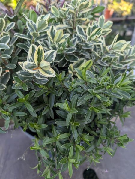 VERONICA MIX - 12€50
