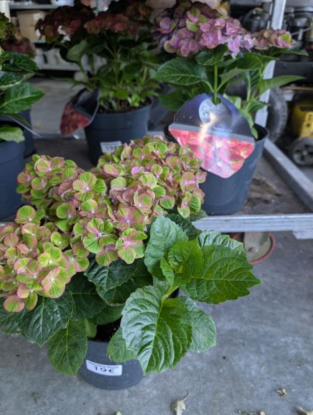 HORTENTIA MACROPHYLLA  -  19€